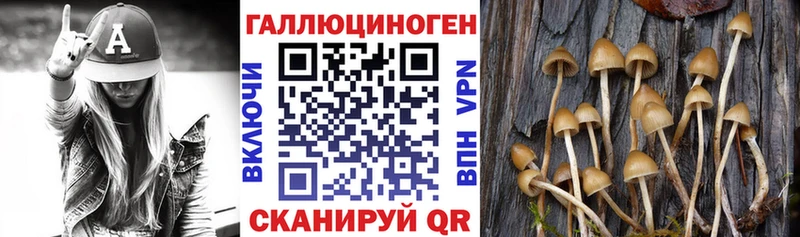 Галлюциногенные грибы Psilocybine cubensis  Богучар 